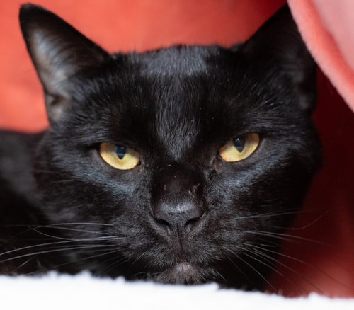 MIDNIGHT, an adoptable Domestic Short Hair in Boston, MA