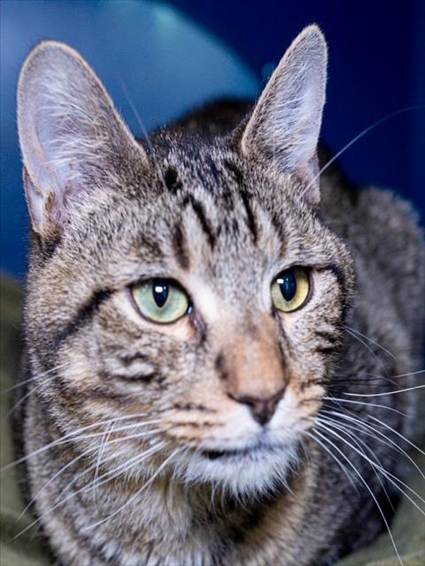 HUGO, an adoptable Domestic Short Hair in Boston, MA