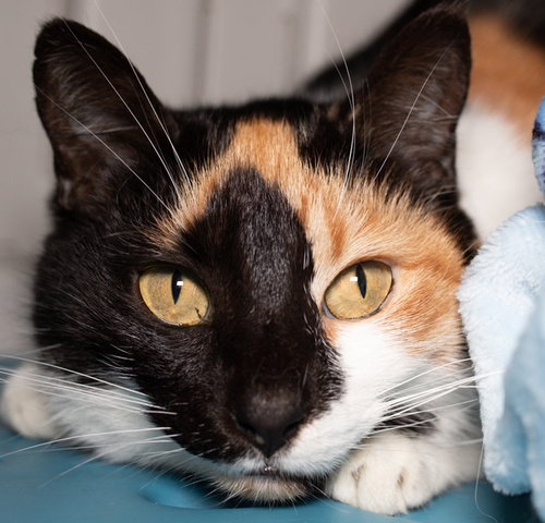 PATCHES, an adoptable Domestic Short Hair in Boston, MA