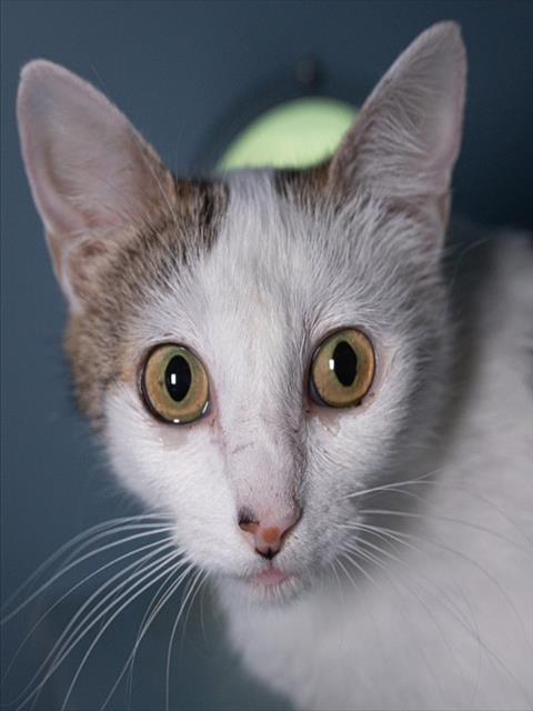 SPARKLE, an adoptable Domestic Short Hair in Boston, MA