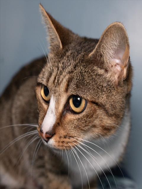 LULU, an adoptable Domestic Short Hair in Boston, MA