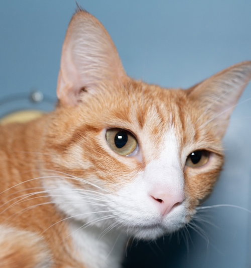 FINLEY, an adoptable Domestic Short Hair in Boston, MA