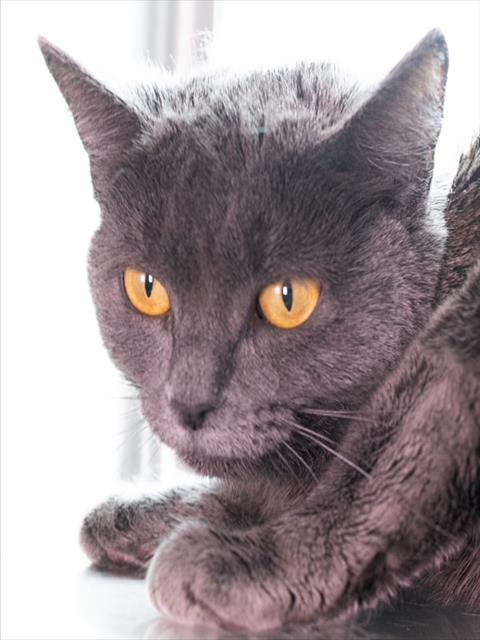KITTY, an adoptable Domestic Short Hair in Boston, MA