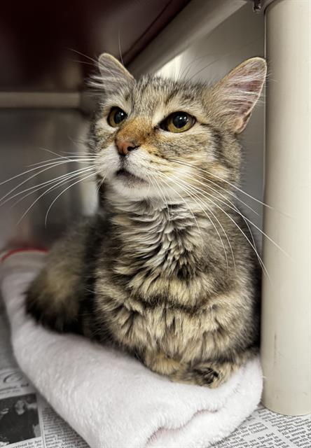 FIONA, an adoptable Domestic Short Hair in Boston, MA