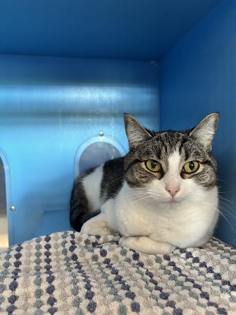 FERN, Adult Domestic Short Hair (medium coat), cat for adoption in Taunton, Massachusetts