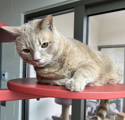 LOUIE, Senior Domestic Short Hair (medium coat), cat for adoption in Taunton, Massachusetts