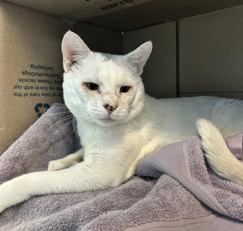 GAR, Adult Domestic Short Hair (medium coat), cat for adoption in Jamaica Plain, Massachusetts