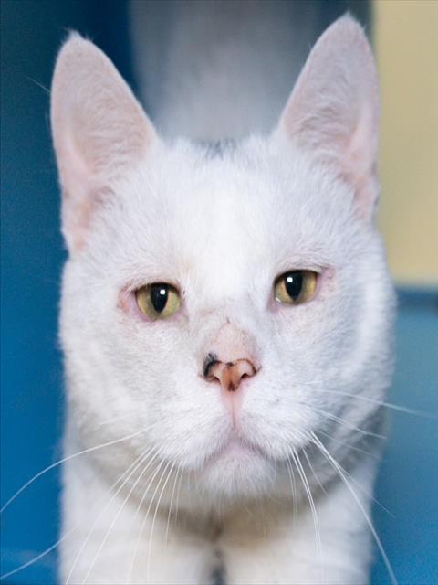 GAR, Adult Domestic Short Hair (medium coat), cat for adoption in Taunton, Massachusetts