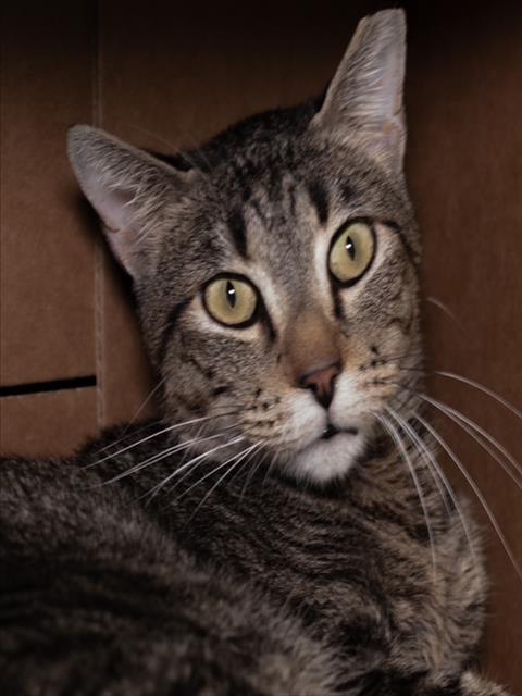 BUDDY-FIV+, Adult Domestic Short Hair (medium coat), cat for adoption in Taunton, Massachusetts