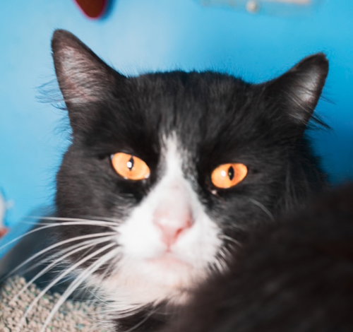 SQUIBLY, Adult Domestic Medium Hair (medium coat), cat for adoption in Taunton, Massachusetts