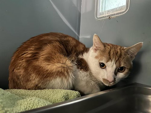 LITTLE DULCE, Young Domestic Short Hair (medium coat), cat for adoption in Taunton, Massachusetts