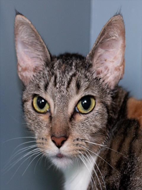 HARU, Adult Domestic Short Hair (medium coat), cat for adoption in Taunton, Massachusetts