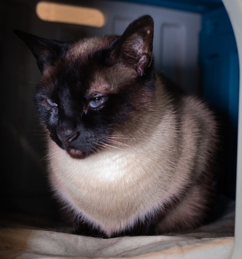 ISLA, Adult Siamese (medium coat), cat for adoption in Taunton, Massachusetts