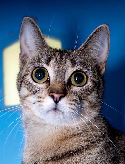 PIGLET, Young Domestic Short Hair (medium coat), cat for adoption in Taunton, Massachusetts