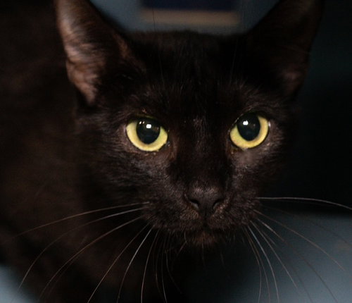 PRESSLEE, Adult Domestic Short Hair (medium coat), cat for adoption in Taunton, Massachusetts