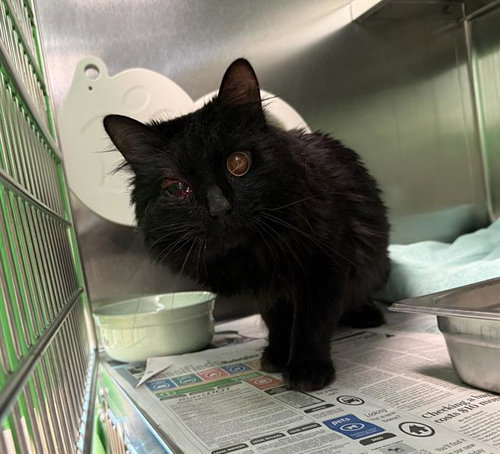 BUCKY, Young Domestic Short Hair (medium coat), cat for adoption in Taunton, Massachusetts