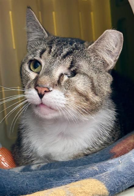 POPEYE, Senior Domestic Short Hair (medium coat), cat for adoption in Jamaica Plain, Massachusetts