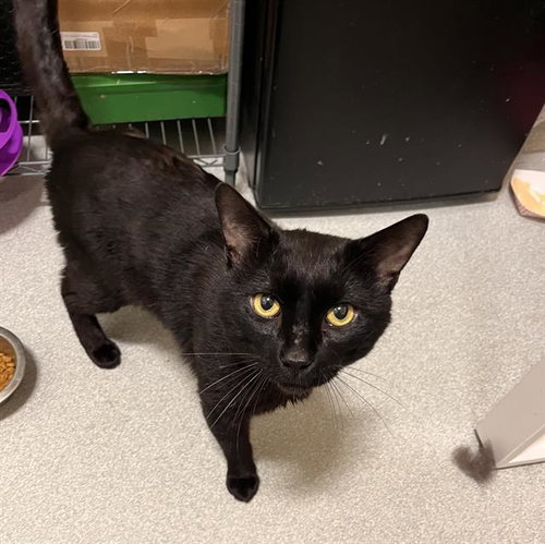 BALATRO, Young Domestic Short Hair (medium coat), cat for adoption in Woonsocket, Rhode Island