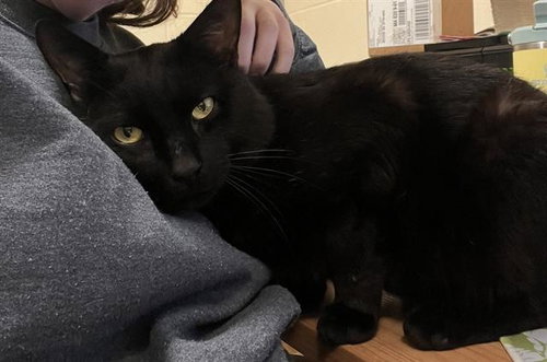 BALATRO, Young Domestic Short Hair (medium coat), cat for adoption in Everett, Massachusetts