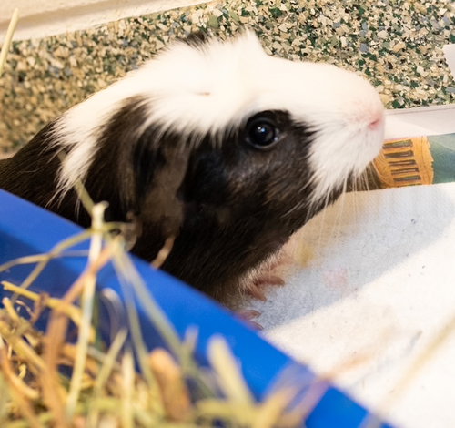 OREO