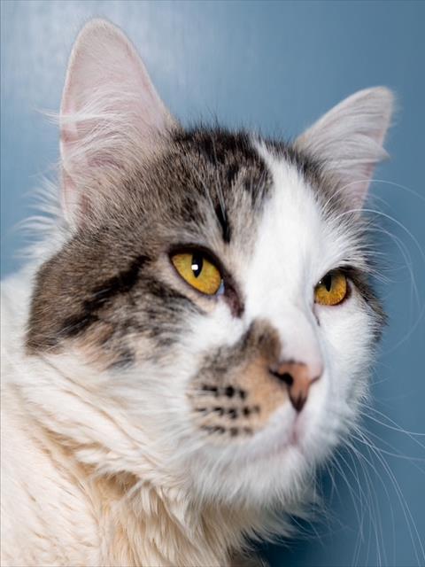 BONES, Adult Domestic Medium Hair (medium coat), cat for adoption in Lowell, Massachusetts