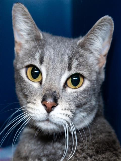 BENTLEY, Adult Domestic Short Hair (medium coat), cat for adoption in Marlborough, Massachusetts