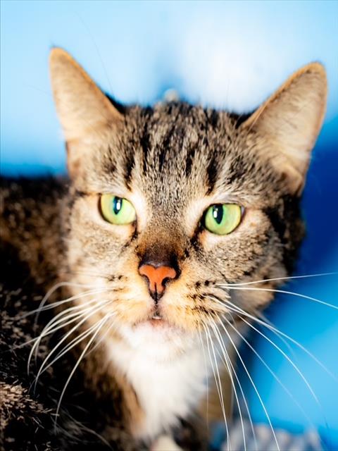 LILAC, Young Domestic Short Hair (medium coat), cat for adoption in Lowell, Massachusetts