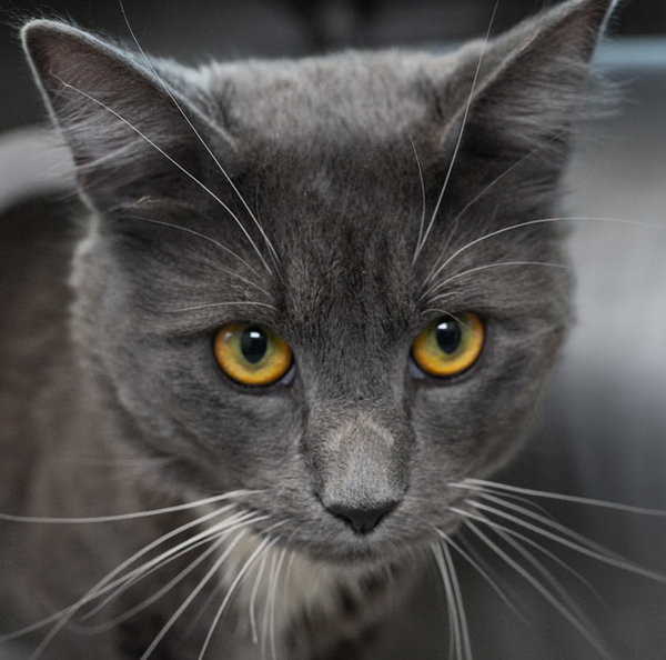 LUCA