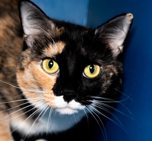 SKY, Adult Domestic Medium Hair (medium coat), cat for adoption in Lowell, Massachusetts