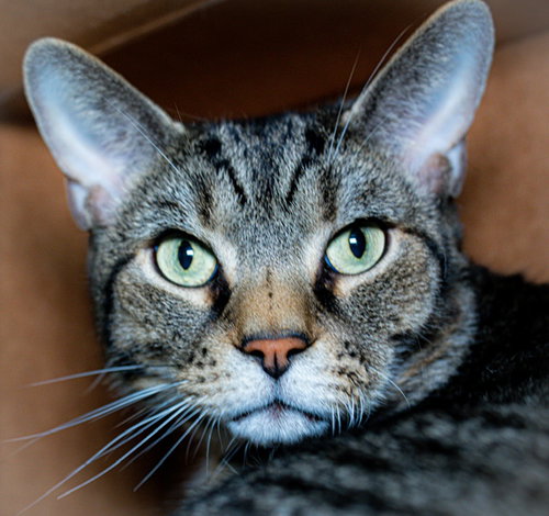 ROBERT, Adult Domestic Short Hair (medium coat), cat for adoption in Jamaica Plain, Massachusetts