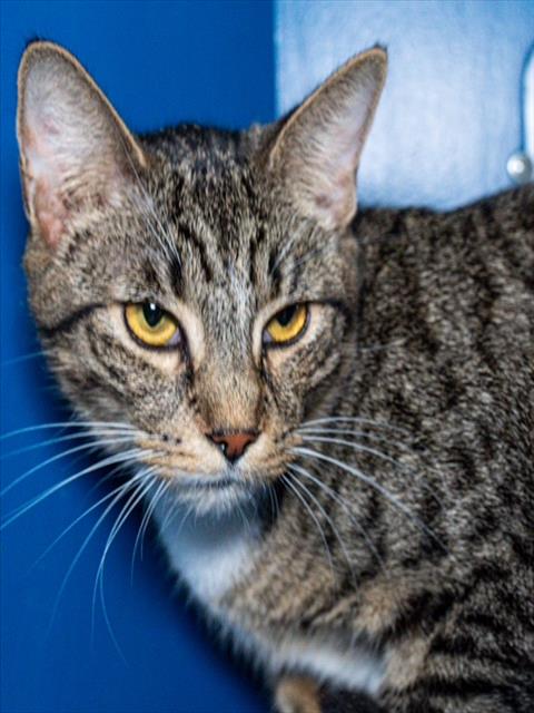 NINA MARINA, Young Domestic Short Hair (medium coat), cat for adoption in Cambridge, Massachusetts