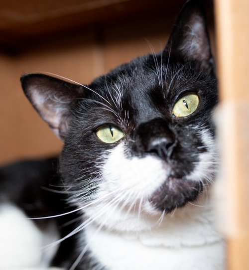 FELIX, Young Domestic Short Hair (medium coat), cat for adoption in Providence, Rhode Island
