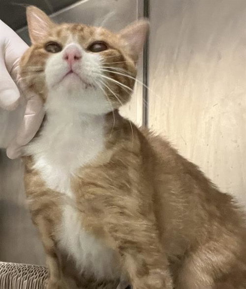 MILO