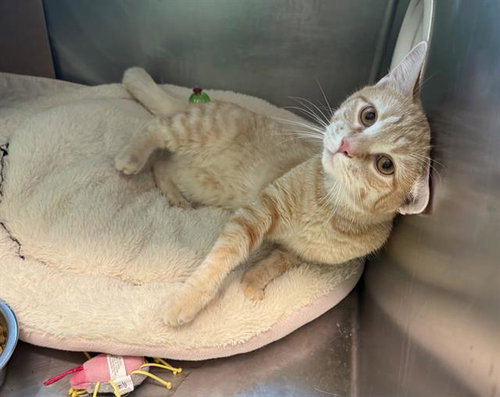 JULIUS, Young Domestic Short Hair (medium coat), cat for adoption in Cambridge, Massachusetts