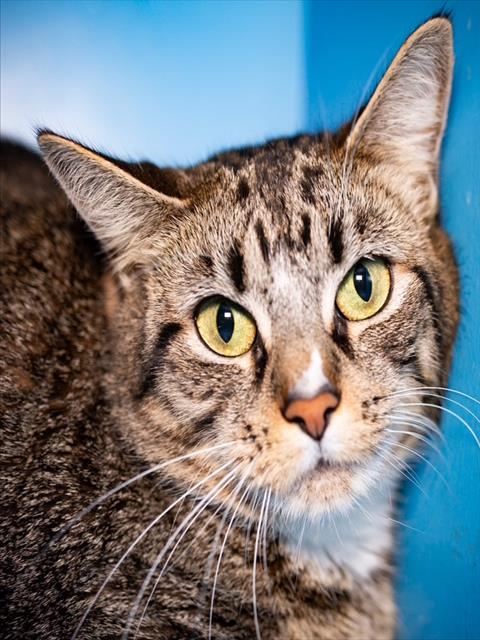 TABITHA, Adult Domestic Medium Hair (medium coat), cat for adoption in Jamaica Plain, Massachusetts