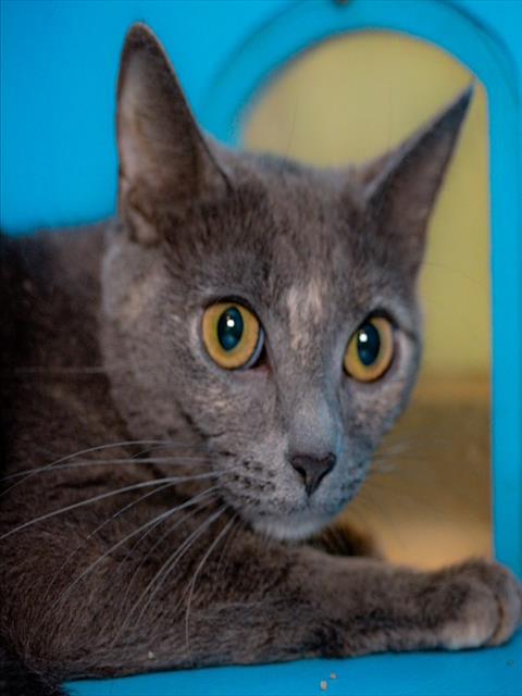 CASEY, Young Domestic Short Hair (medium coat), cat for adoption in Jamaica Plain, Massachusetts