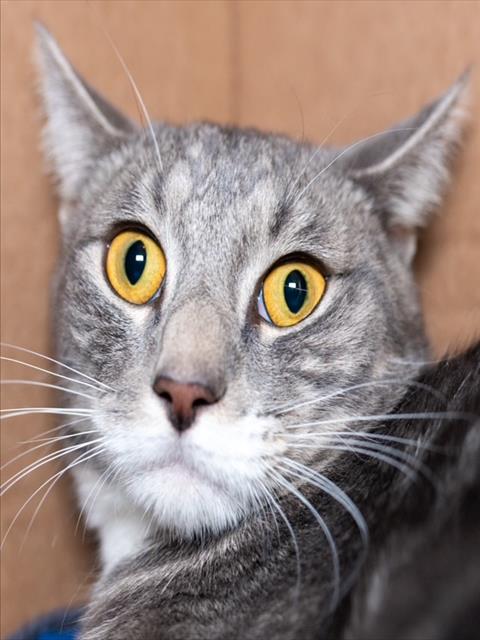 GOLDBLUM, Young Domestic Short Hair (medium coat), cat for adoption in Jamaica Plain, Massachusetts