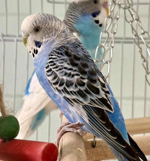 Bluey