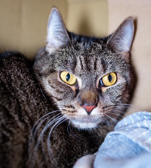 ASHY, Adult Domestic Short Hair (medium coat), cat for adoption in Providence, Rhode Island