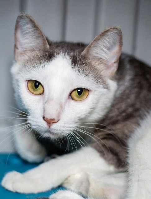 QUEEN, Young Domestic Short Hair (medium coat), cat for adoption in Providence, Rhode Island