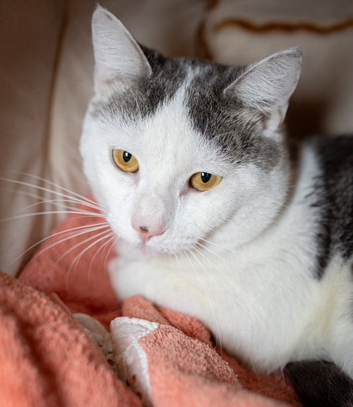 SLIM, Adult Domestic Short Hair (medium coat), cat for adoption in Providence, Rhode Island