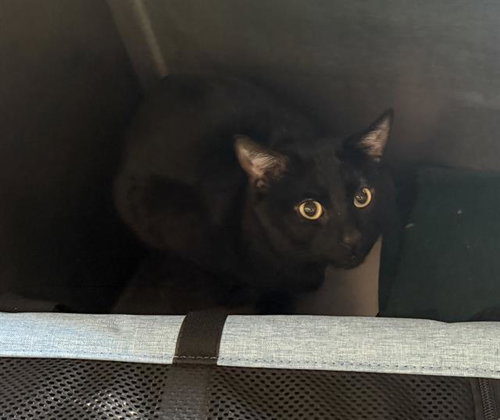 JOJO, Young Domestic Short Hair (medium coat), cat for adoption in Fall River, Massachusetts