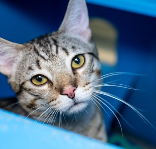 NICKLE- FIV+, Young Domestic Short Hair (medium coat), cat for adoption in Providence, Rhode Island