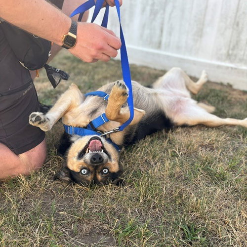 LOLA, an adoptable Australian Shepherd in Boston, MA