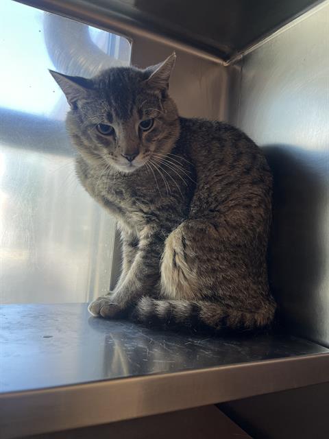 KATZE, Young Domestic Short Hair (medium coat), cat for adoption in Providence, Rhode Island