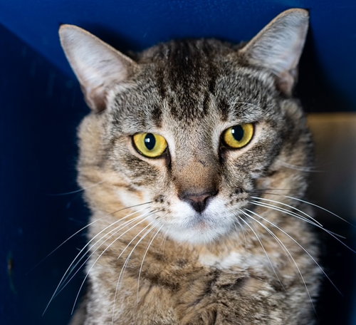 KATZE, an adoptable Domestic Short Hair in Boston, MA