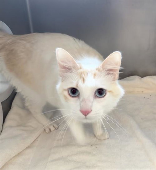 MELO, Adult Domestic Medium Hair (medium coat), cat for adoption in Providence, Rhode Island