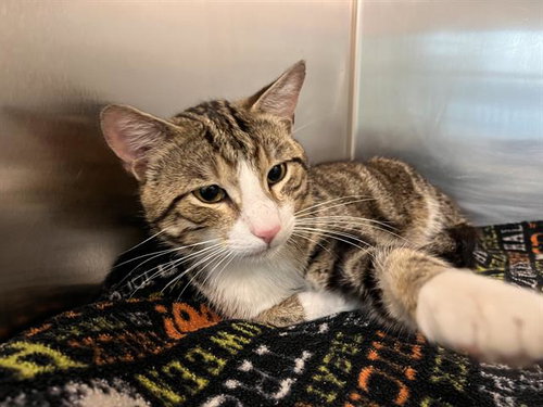 MARTINI, Adult Domestic Short Hair (medium coat), cat for adoption in Providence, Rhode Island