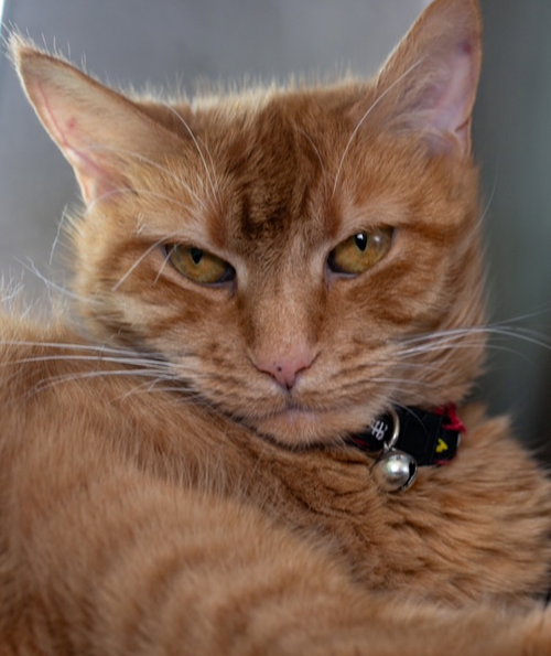 BAILEY GIRL, Adult Domestic Short Hair (medium coat), cat for adoption in Nashua, New Hampshire