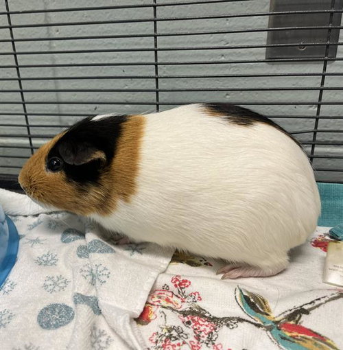 Pepa